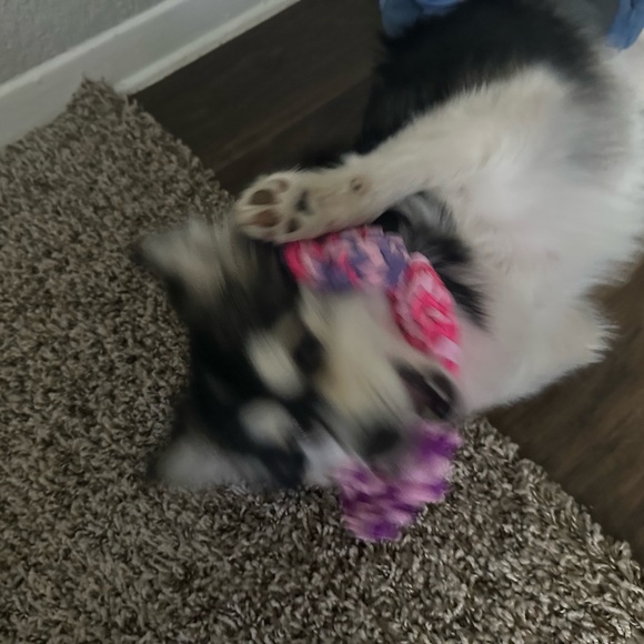 Dog toy - pomsky’s favorite toy - Picture 7 of 7